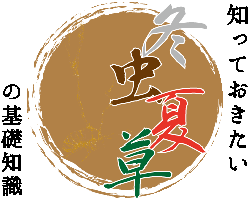 知っておきたい冬虫夏草の基礎知識 ~漢方でめざせ百歳!~